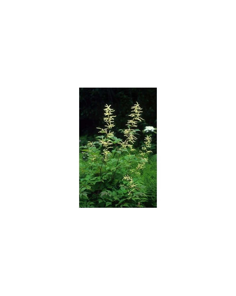 Goatsbeard