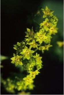 Ladies Mantle - Alchemille...