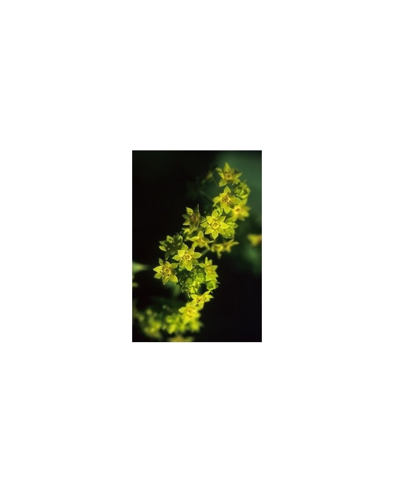 Ladies Mantle - Alchemille commune