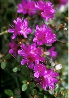 Lapland Rosebay -...