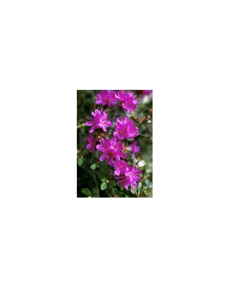 Lapland Rosebay