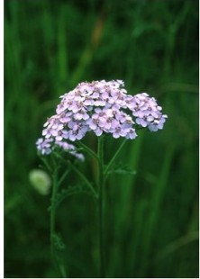 Lavender Yarrow - Alchillea...