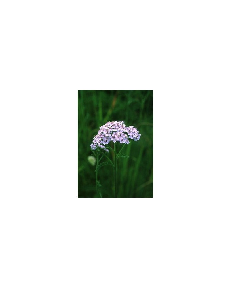 Lavender Yarrow - Alchillea borealis