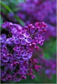Lilac - Lilas