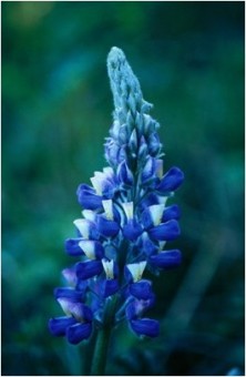 Nootka Lupine - Lupin