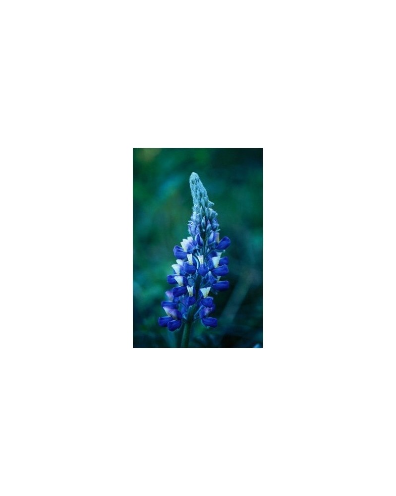 Nootka Lupine - Lupin