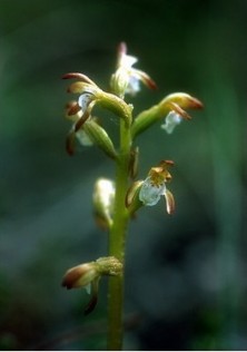 Northern Coral Root -...