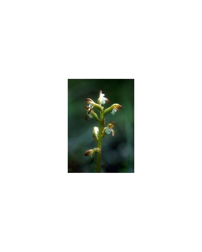 Northern Coral Root - Racine de corail