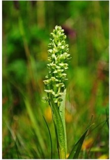 Northern Green Orchid -...