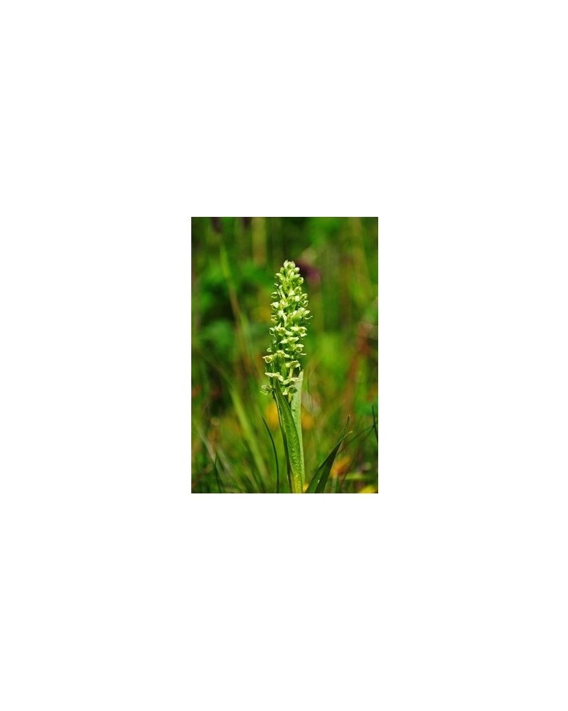 Northern Green Orchid - Platanthère du nord