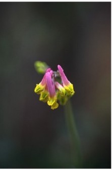 Pale Corydalis - Corydale...