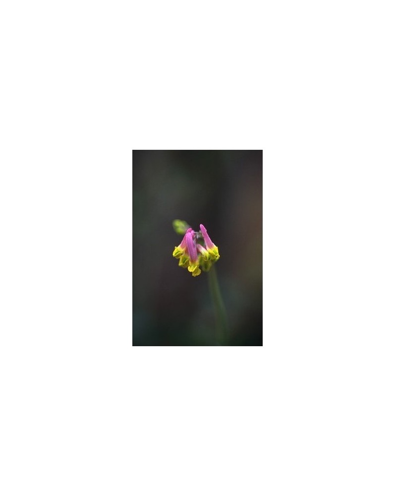 Pale Corydalis - Corydale toujours verte