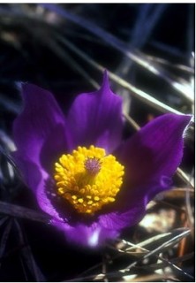 Pasque Flower - Anémone de...