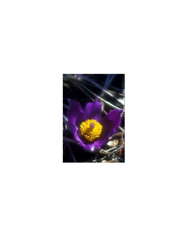 Pasque Flower