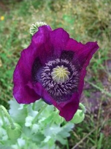 Purple Poppy - Pavot Violet