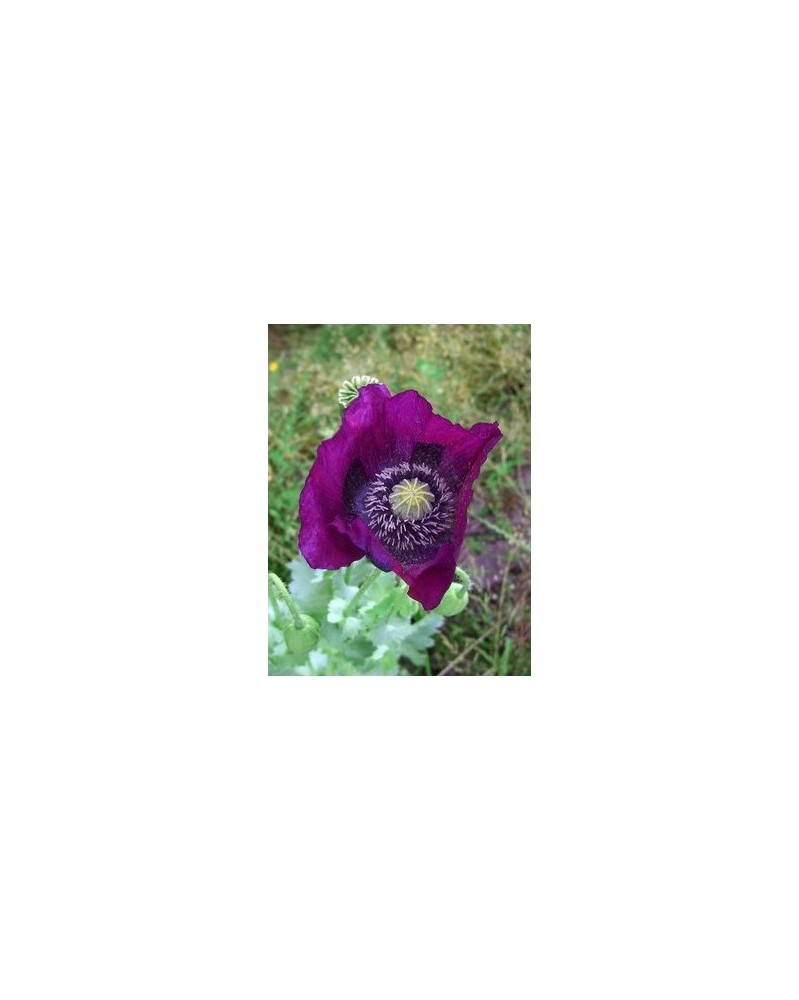Purple Poppy - Pavot Violet