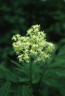 Red Elder - Sureau de montagne