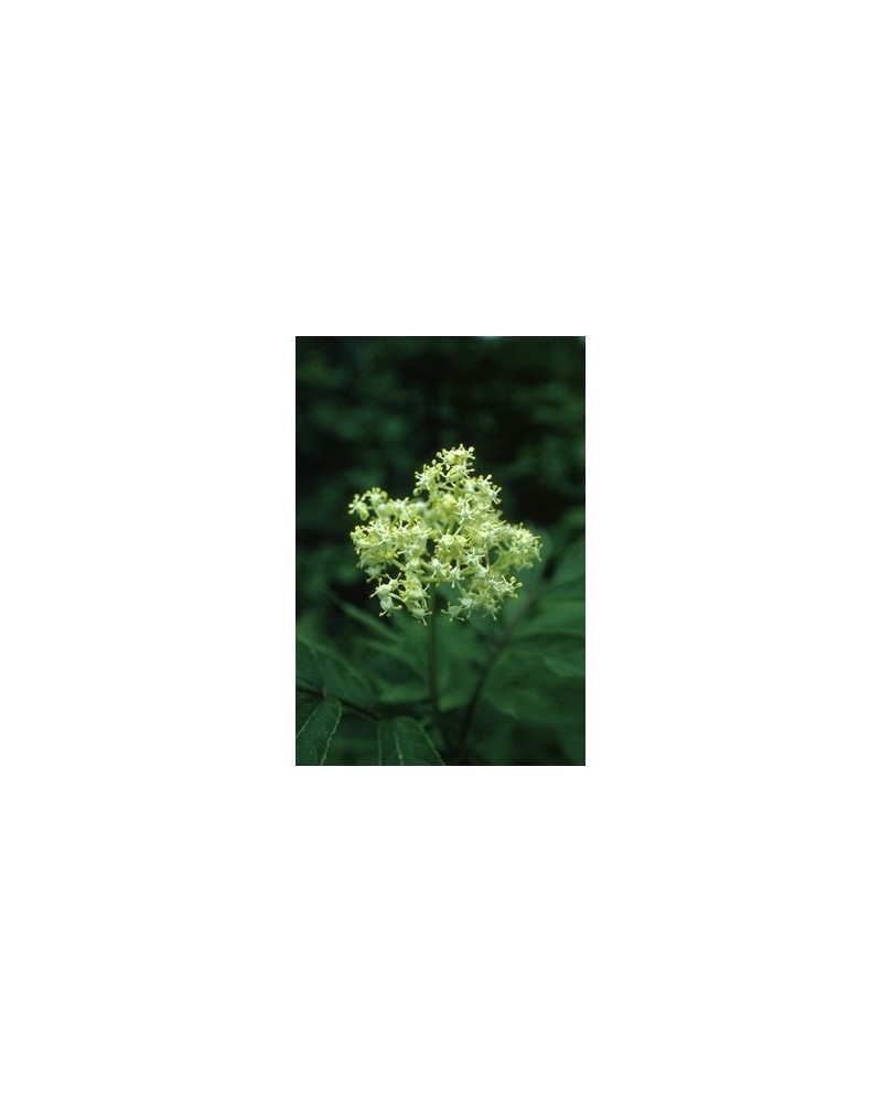 Red Elder - Sureau de montagne