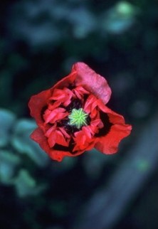 Purple-Red Poppy - Pavot rouge