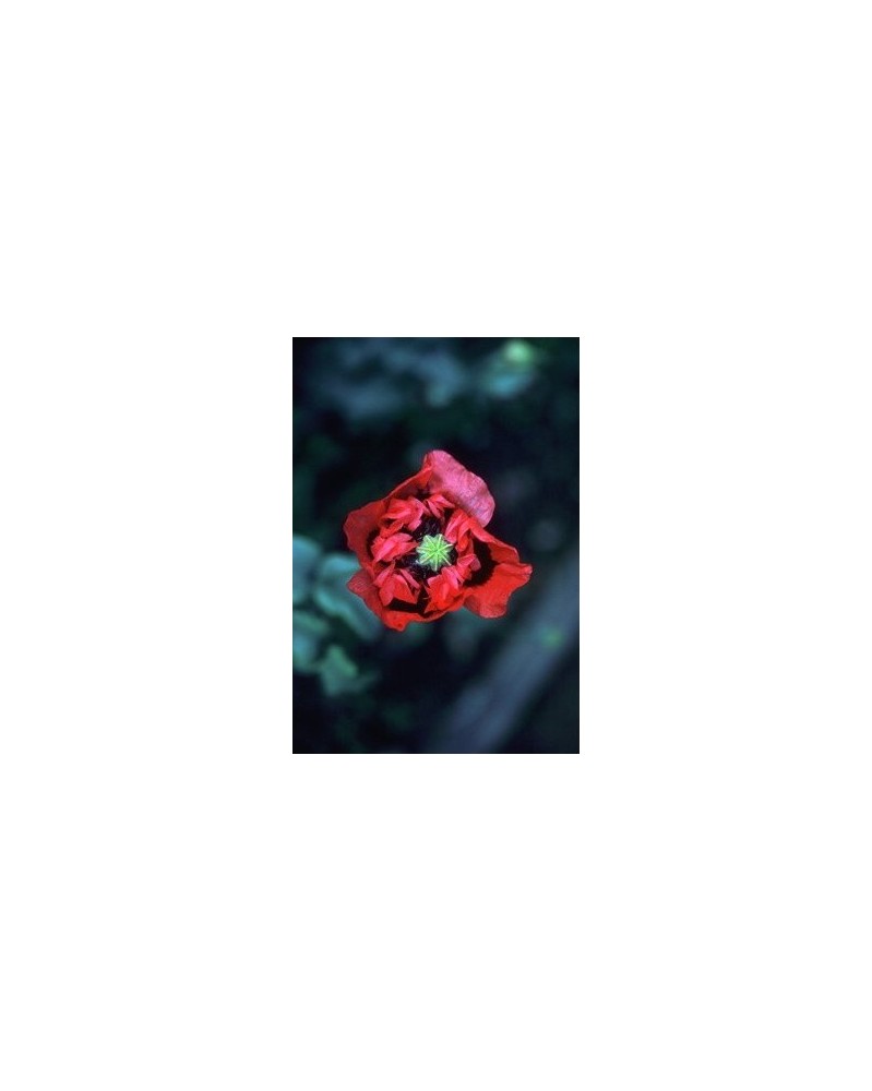 Purple-Red Poppy