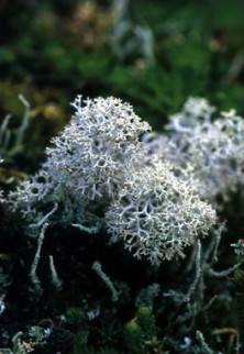 Reindeer Moss - Lichen des...