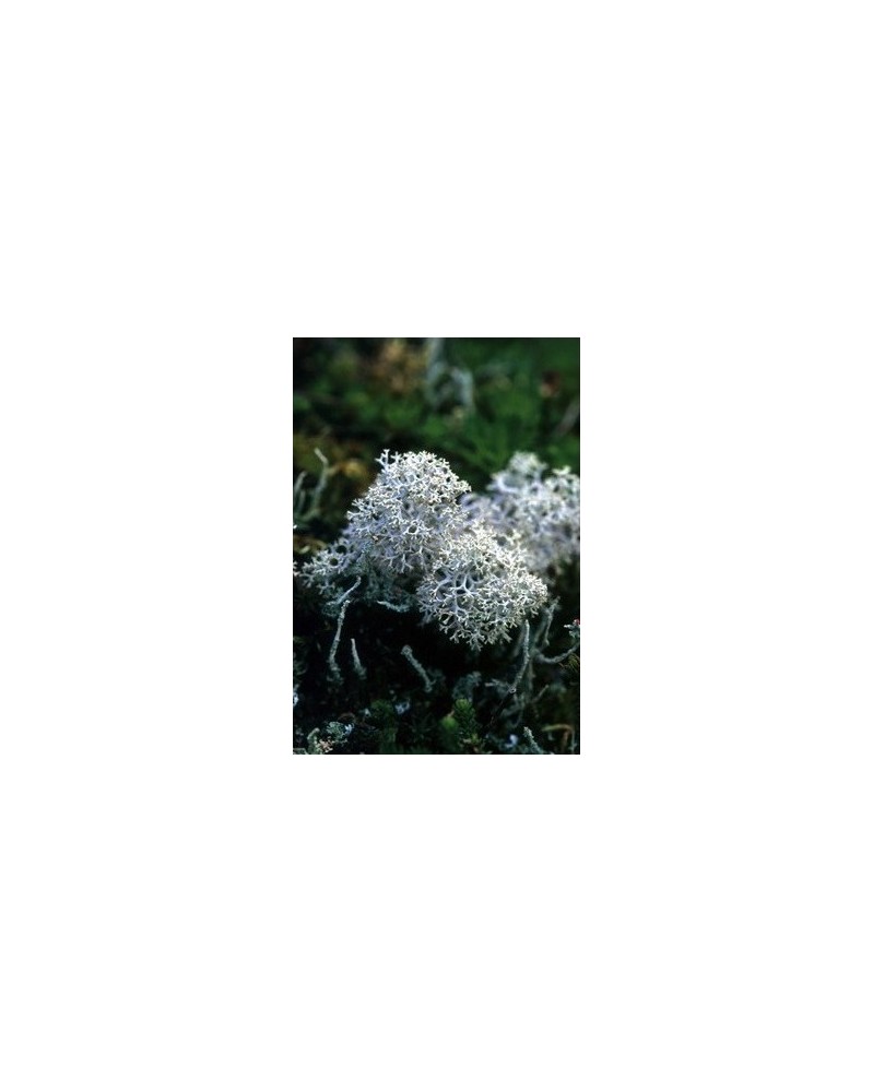 Reindeer Moss - Lichen des caribous