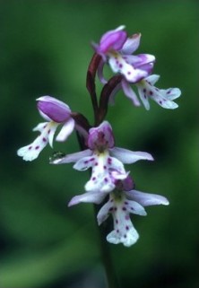 Round-leaf Orchid - Aménorchis