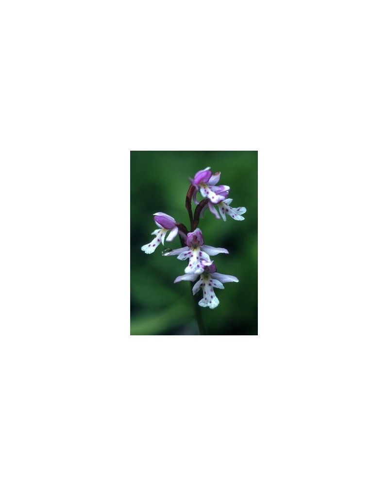Round-leaf Orchid - Aménorchis