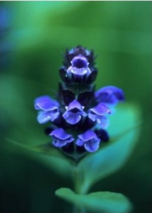 Self-Heal - Brunelle