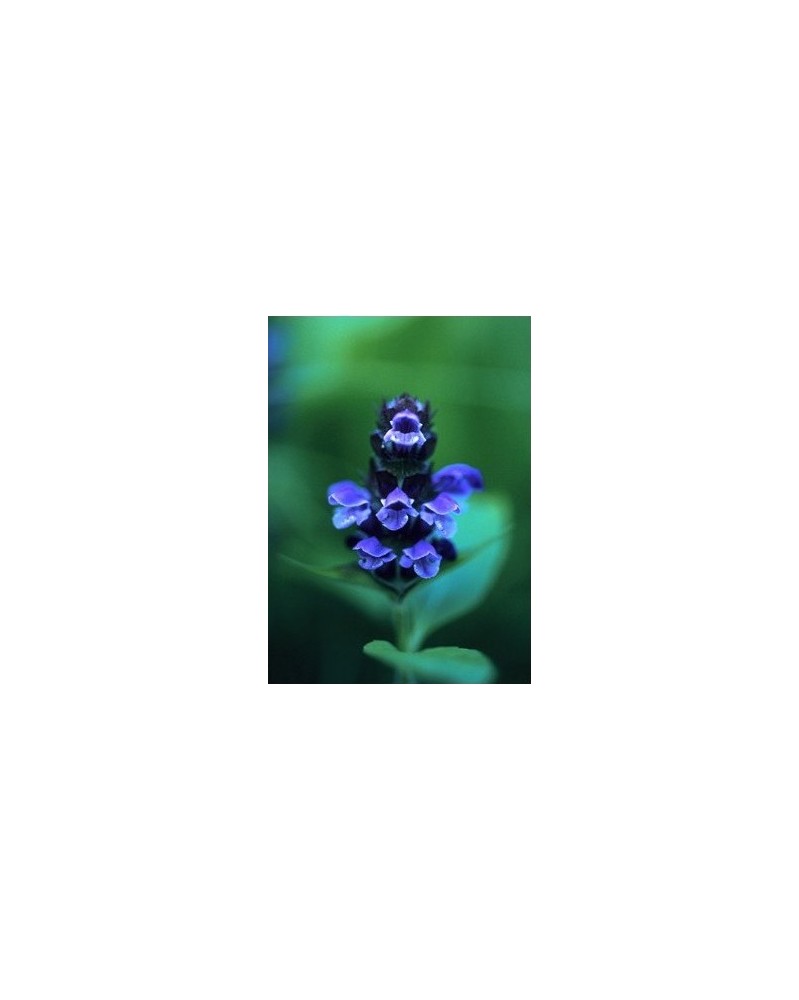 Self-Heal - Brunelle