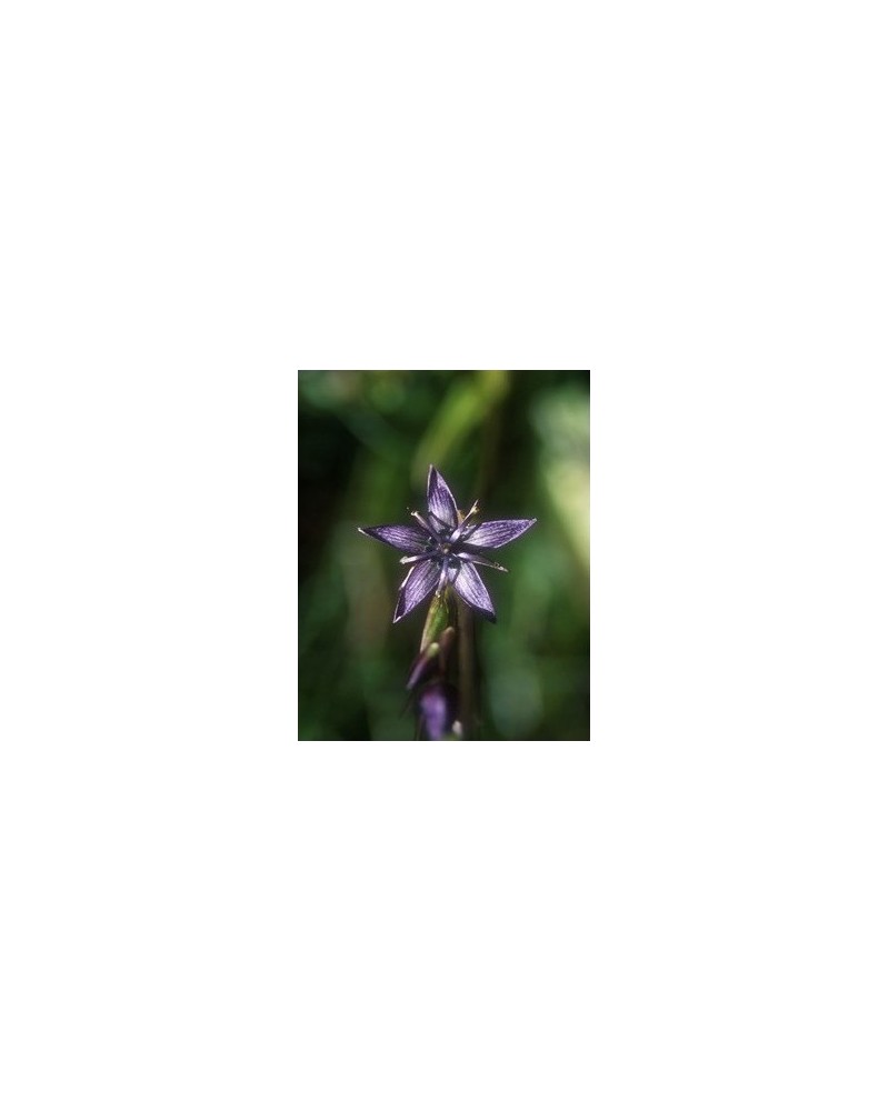 Star Gentian - Swertie vivace