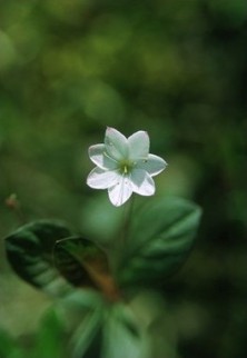Starflower - Trientale...