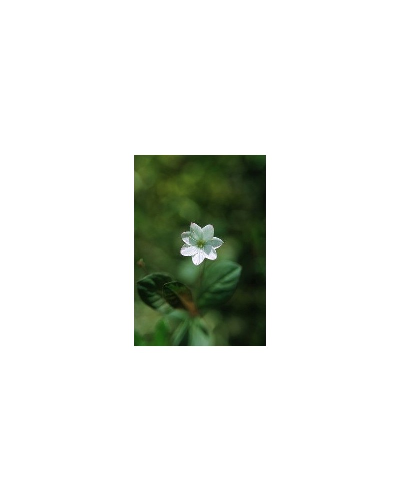 Starflower - Trientale d'Europe