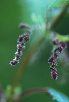 Stinging Nettle - Ortie