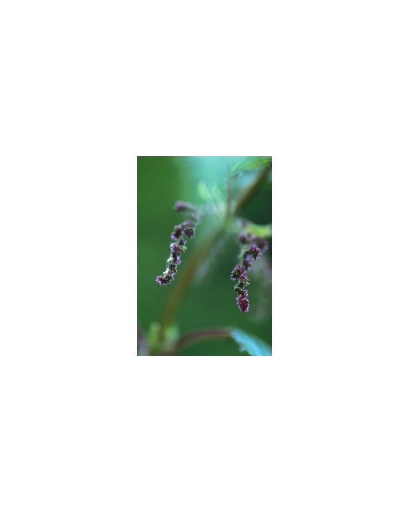 Stinging Nettle - Ortie