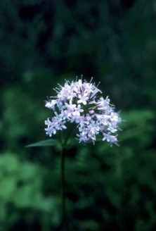 Valerian - Valériane