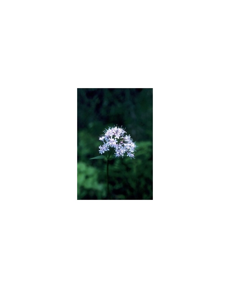 Valerian - Valériane