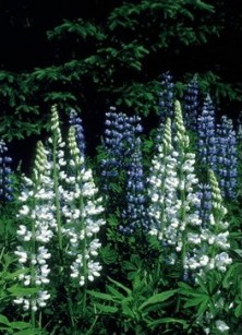 White Lupine - Lupin