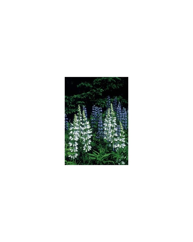 White Lupine