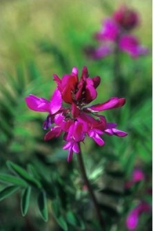 Wild Sweet Pea - Pois de...