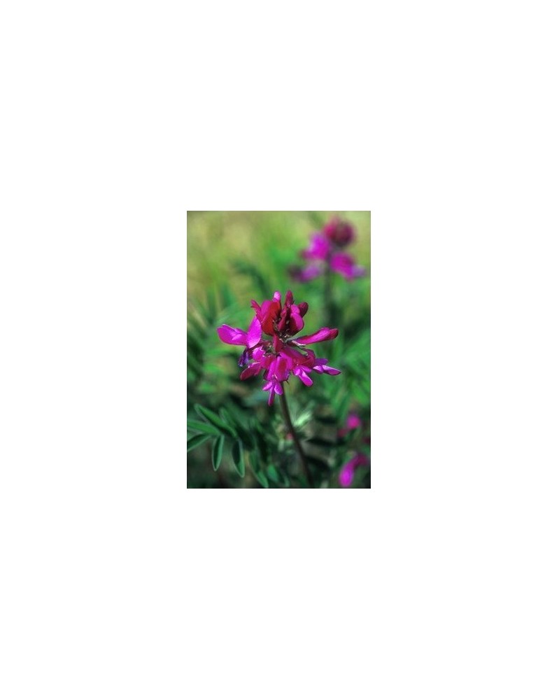 Wild Sweet Pea - Pois de senteur sauvage