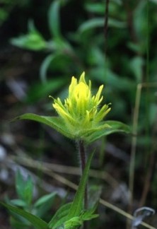 Yellow Paintbrush - Castilléjie dorée