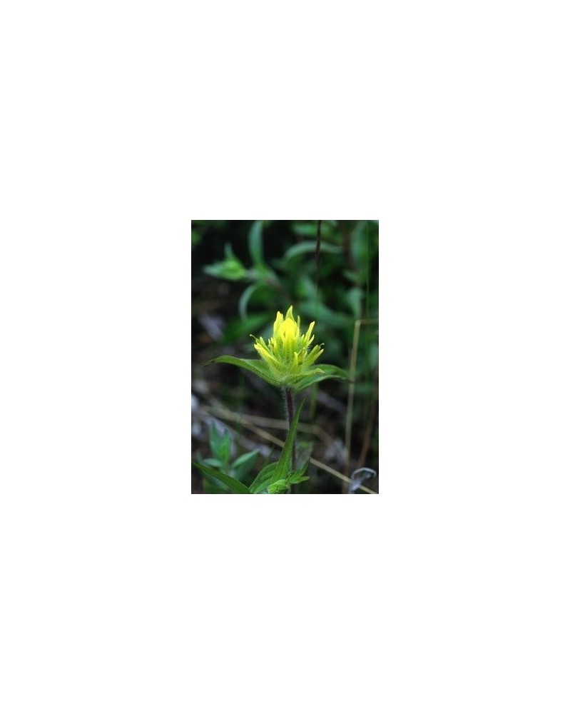 Yellow Paintbrush - Castilléjie dorée