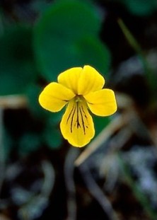 Yellow Violet - Pensée jaune