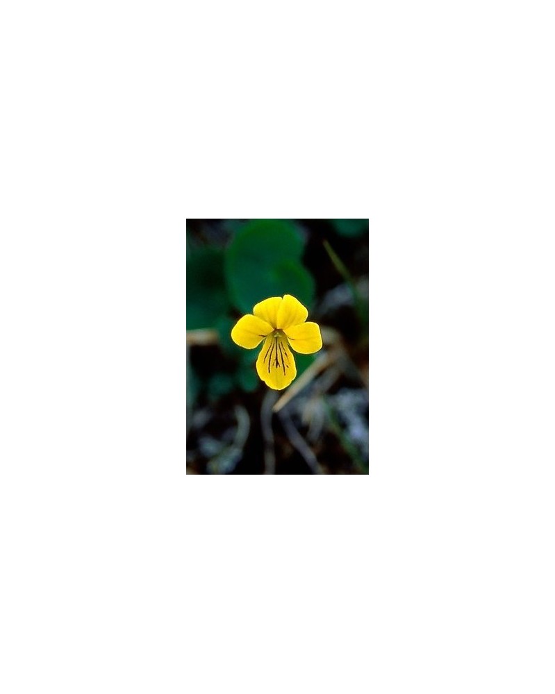 Yellow Violet - Pensée jaune