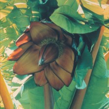 African Banana