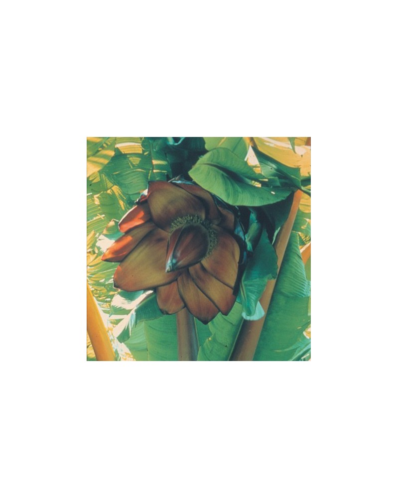 African Banana