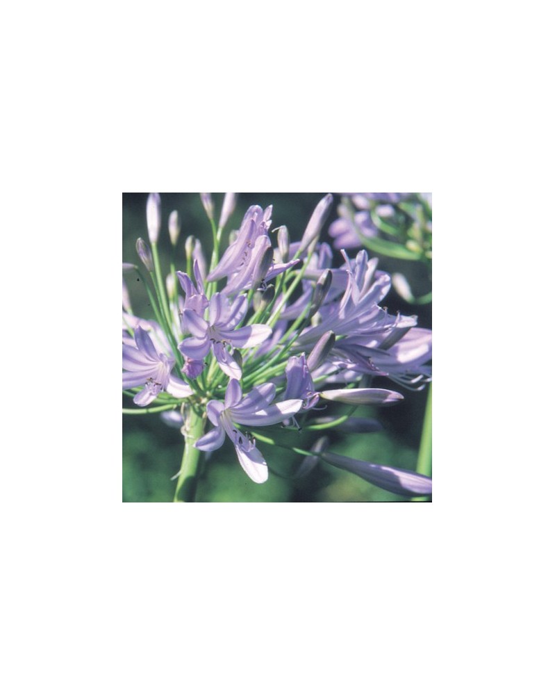 Agapanthus