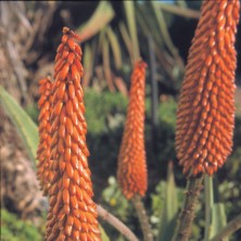 Aloe