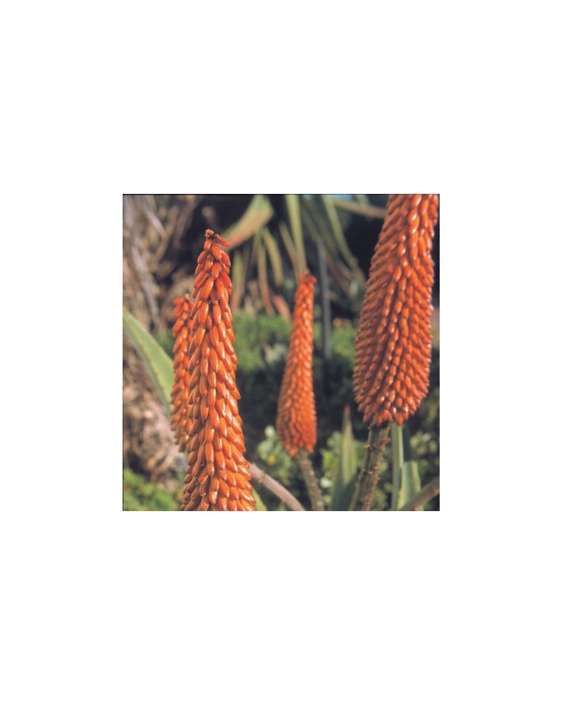 Aloe